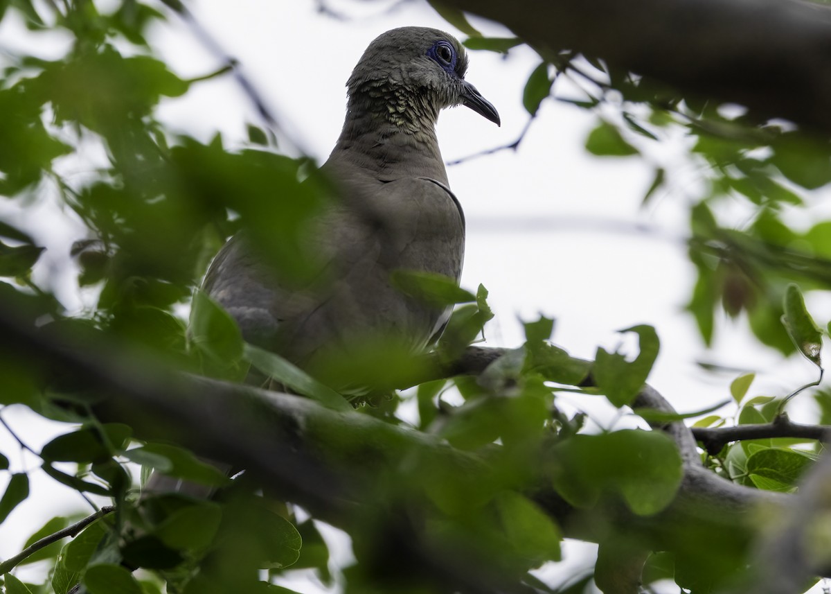 Tourterelle côtière - ML645578471