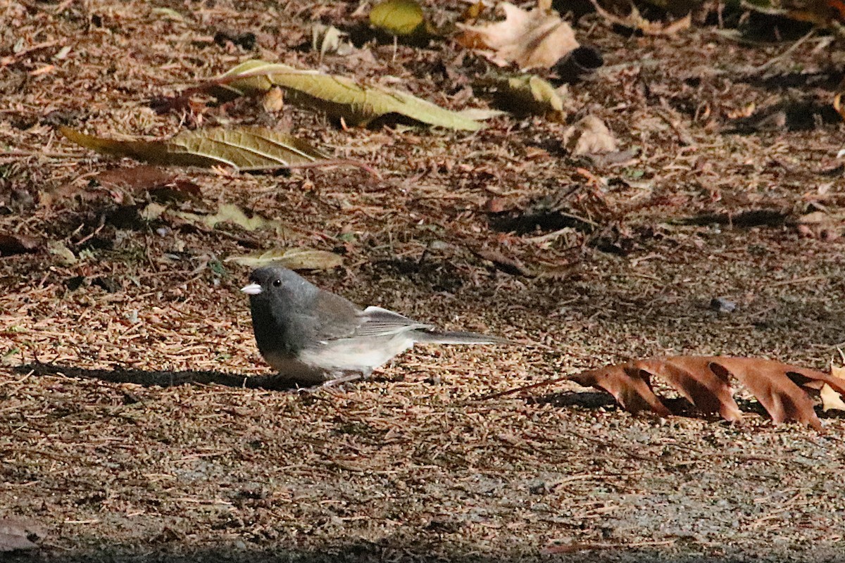 Junco ardoisé - ML645578472