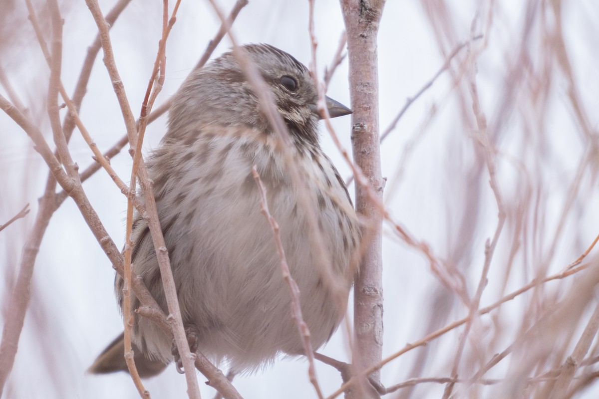 Moineau domestique - ML645578478