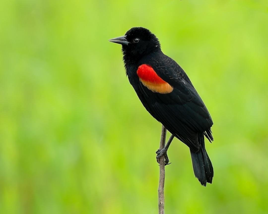 Carouge à épaulettes - ML645578479