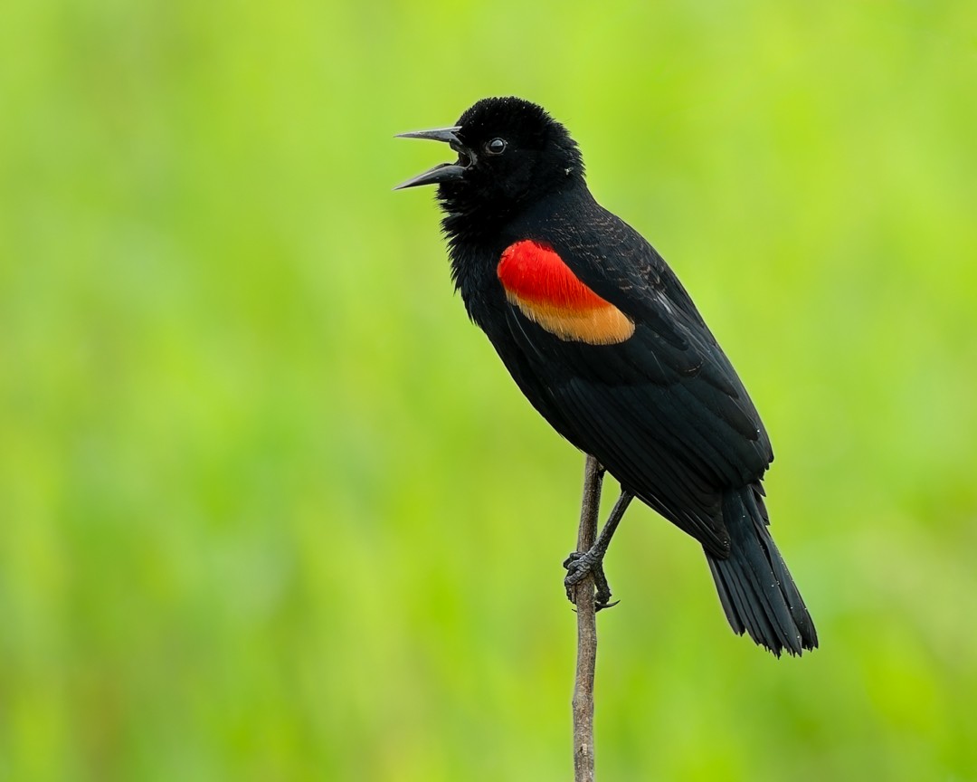 Carouge à épaulettes - ML645578480