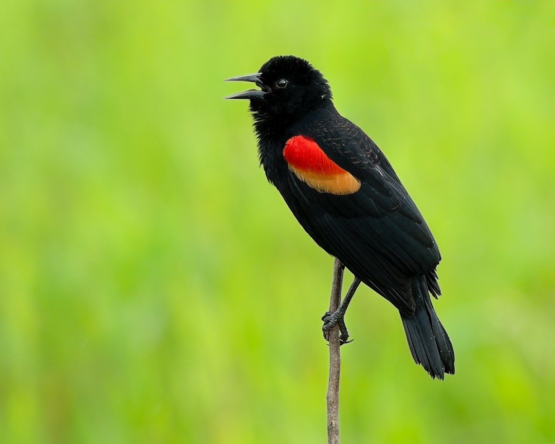 Carouge à épaulettes - ML645578481