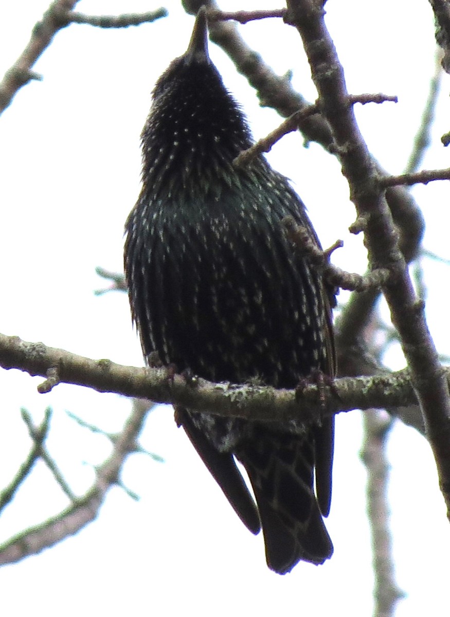 Étourneau sansonnet - ML645578483