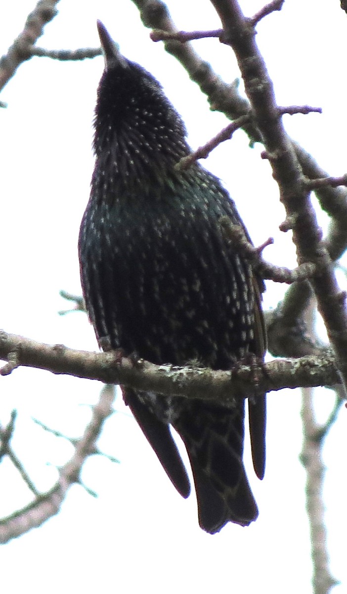 Étourneau sansonnet - ML645578484