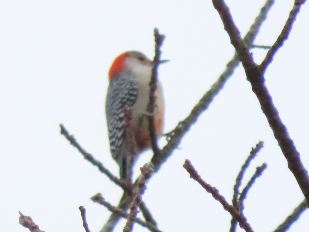 Pic à ventre roux - ML645578486