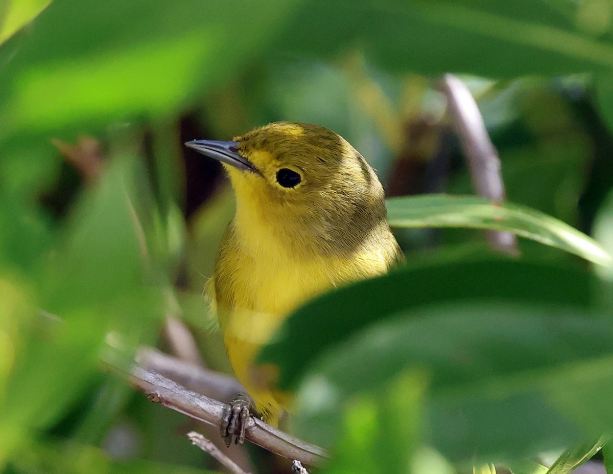 Mangrove Yellow Warbler - ML645578491