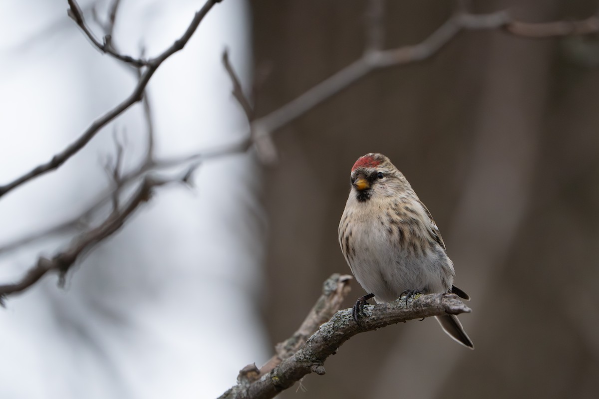 Redpoll - ML645578507