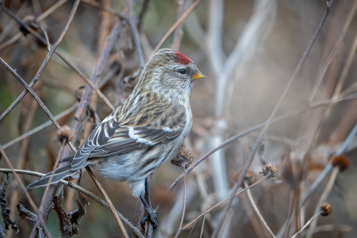 Redpoll - ML645578508