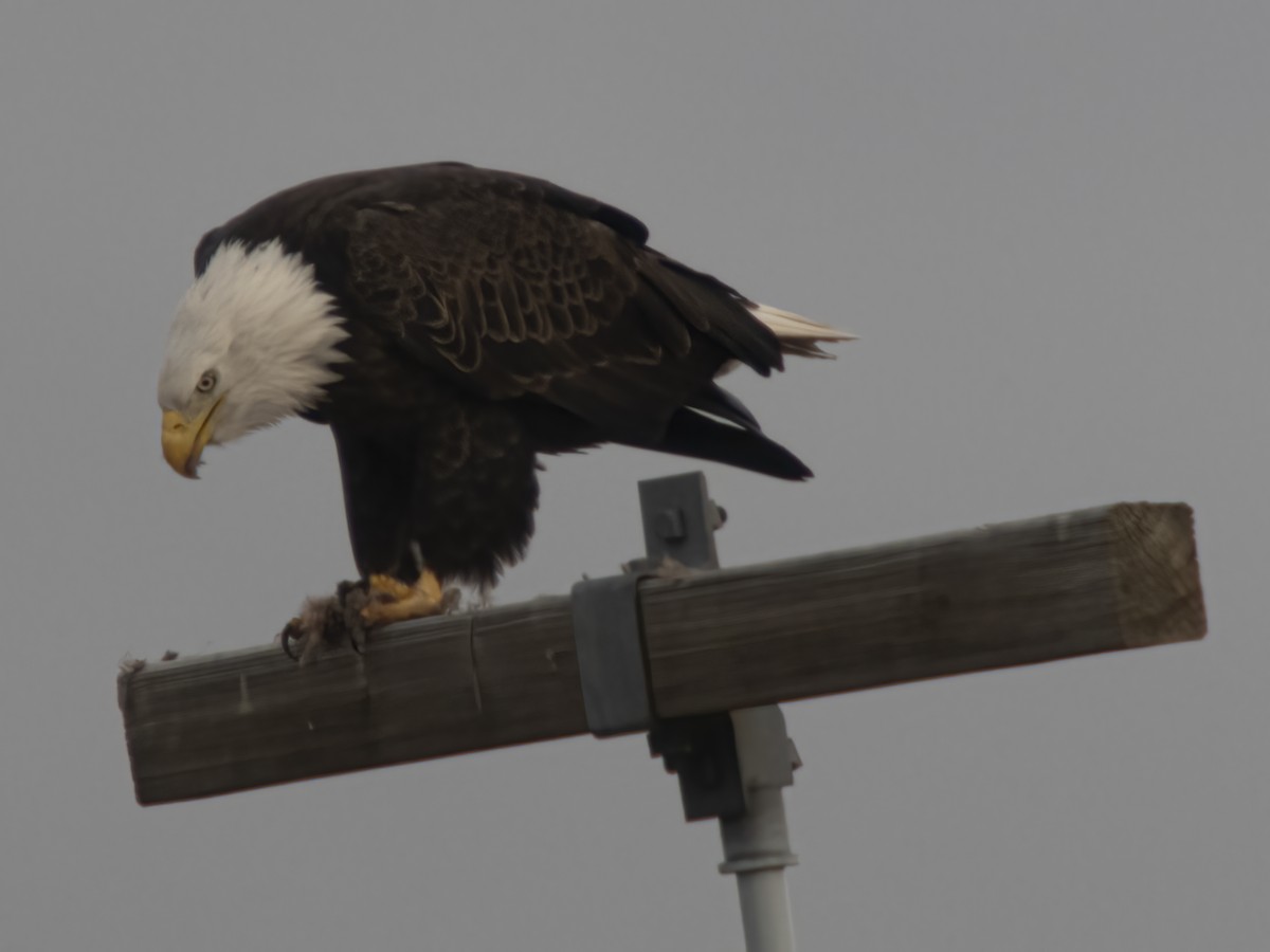 Pygargue à tête blanche - ML645578510