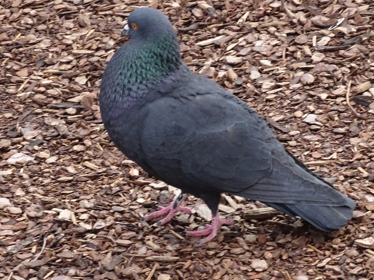 Haitz-usoa (etxekoa) - ML645578515