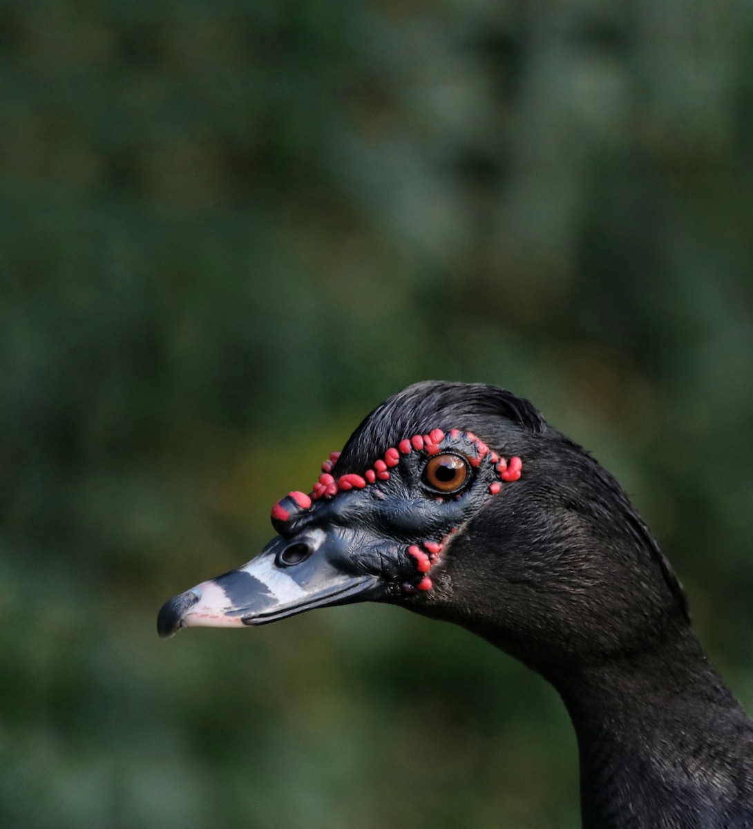 Muscovy Duck - ML645578516