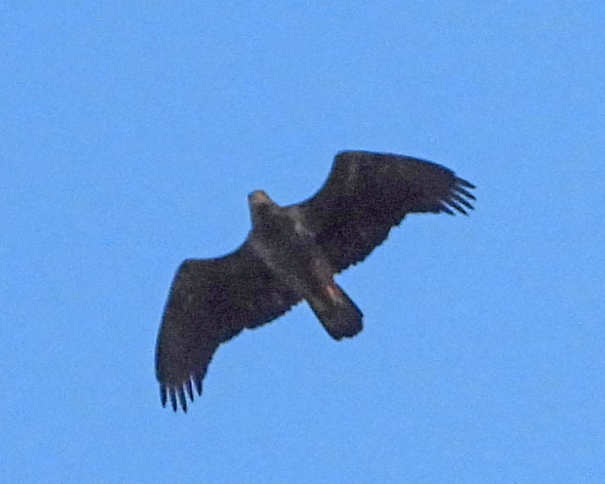 Pygargue à tête blanche - ML645578518