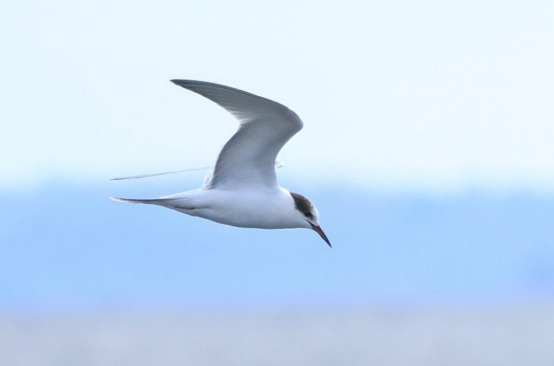 Речная крачка - ML645578519