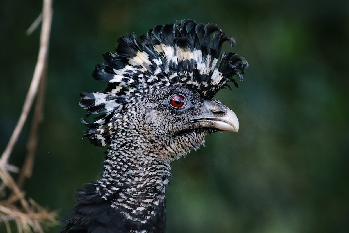 Great Curassow - ML645578528