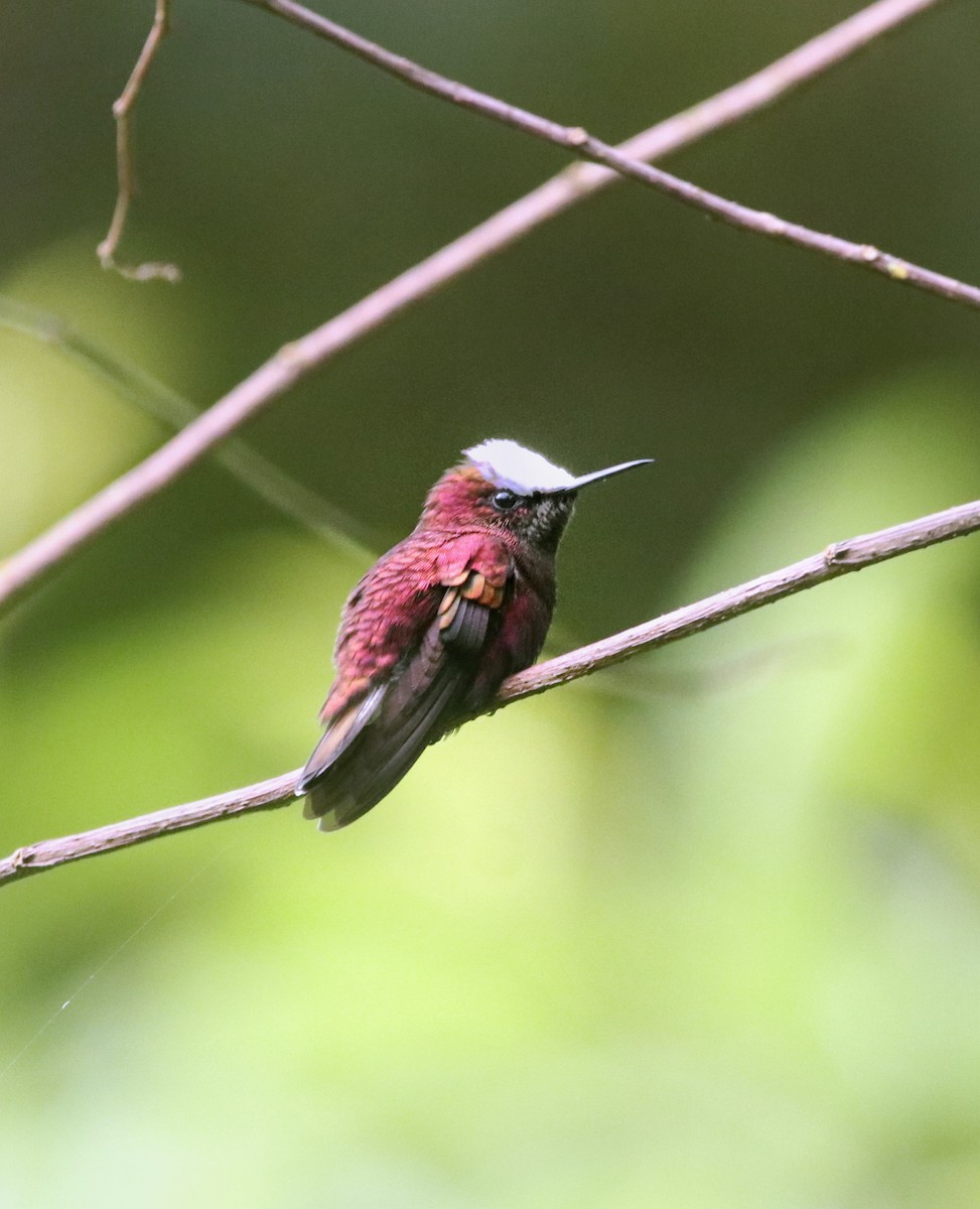 Snowcap - ML645578534