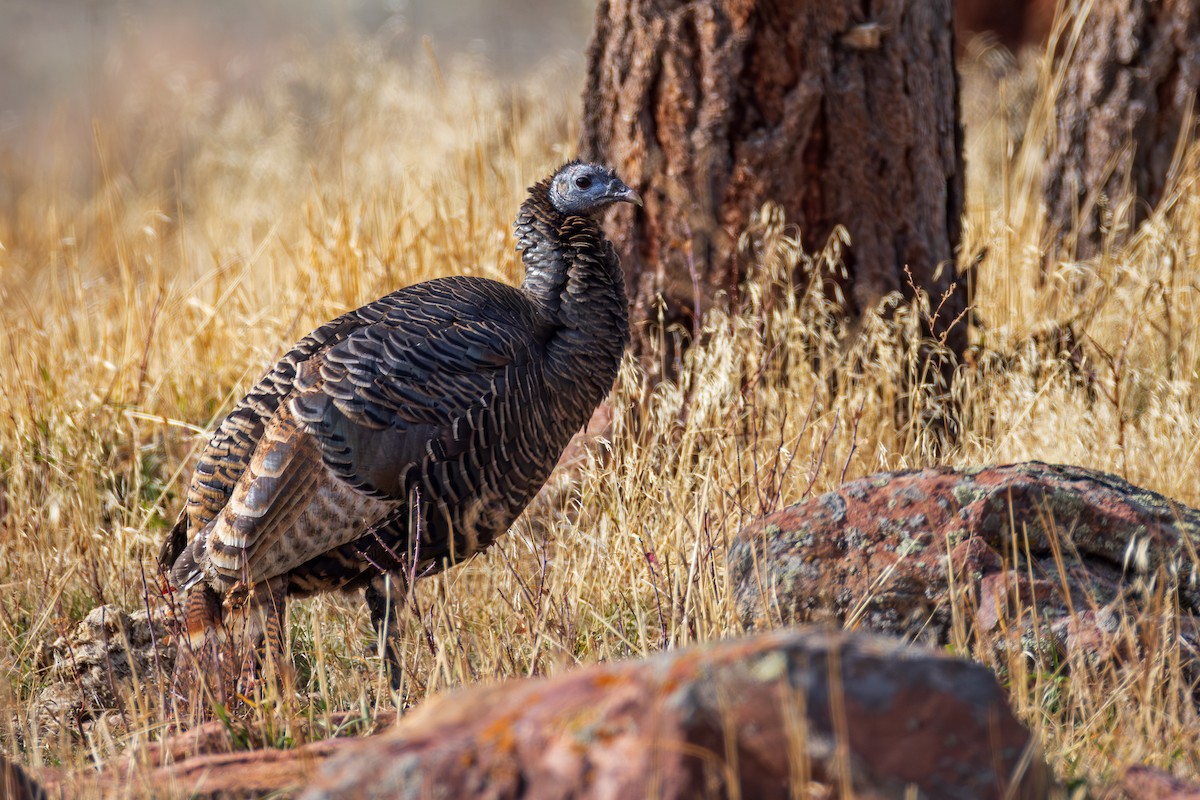 Wild Turkey - ML645578546