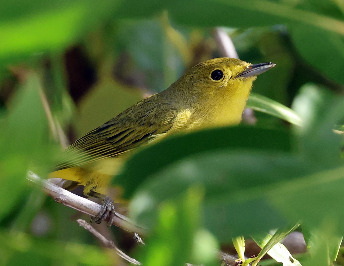 Mangrove Yellow Warbler - ML645578556