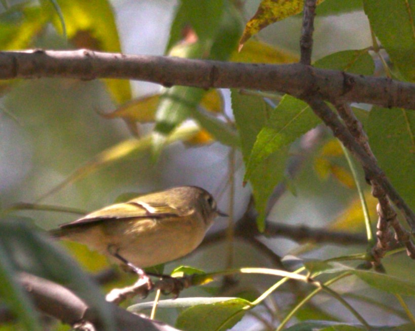 Ruby-crowned Kinglet - ML645578563