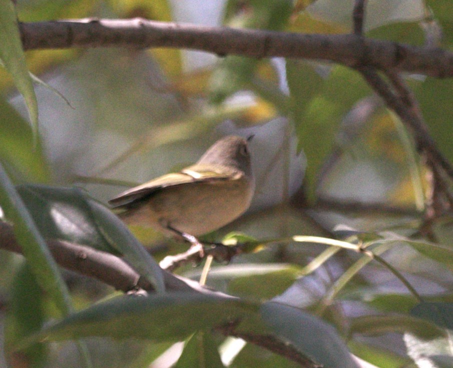 Ruby-crowned Kinglet - ML645578564