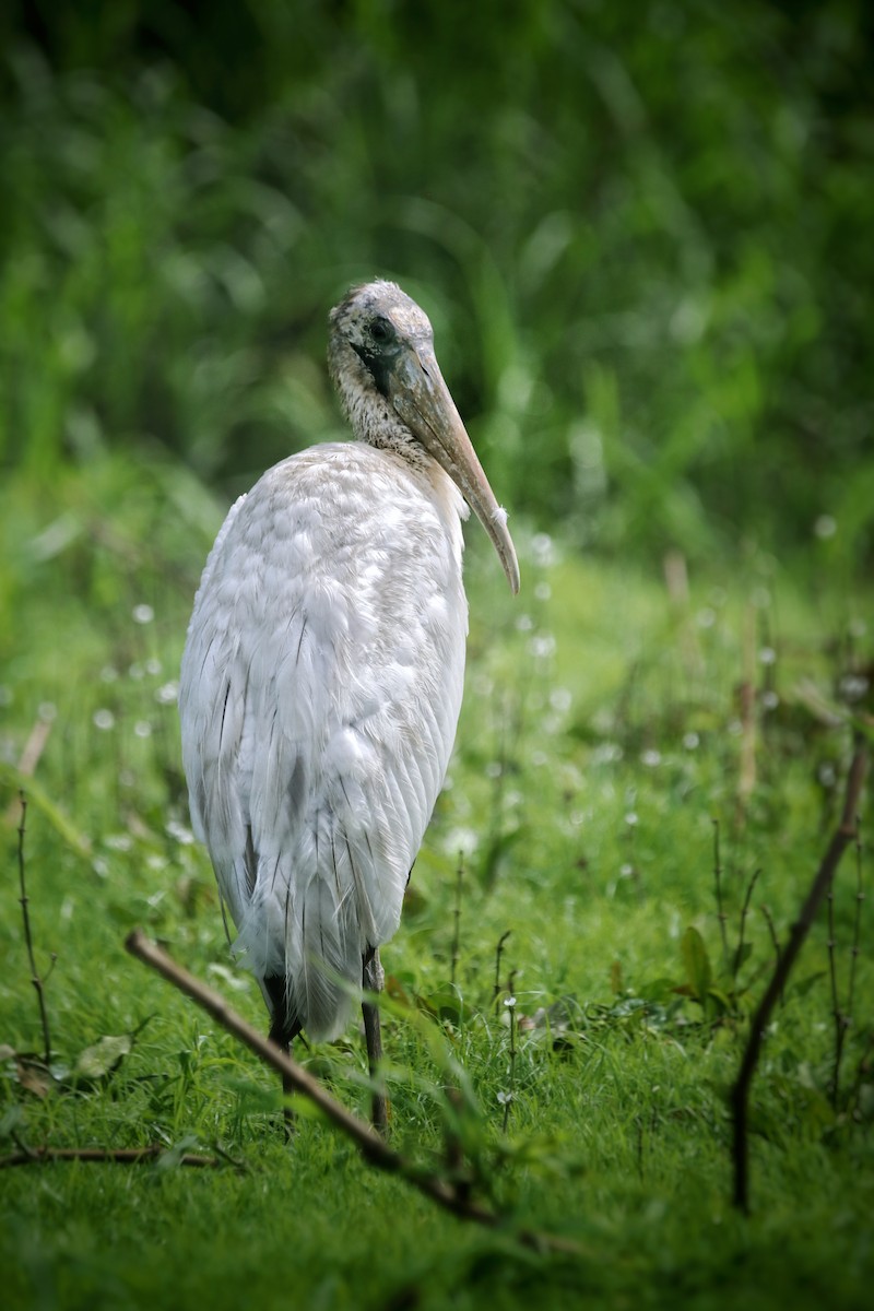 Wood Stork - ML645578568