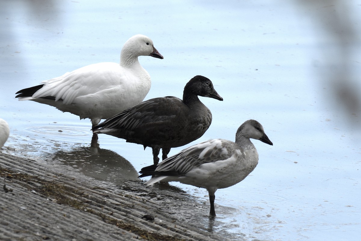Snow Goose - ML645578572