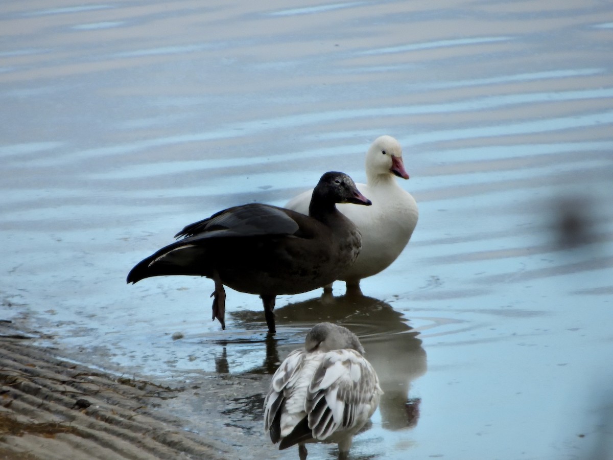 Snow Goose - ML645578573