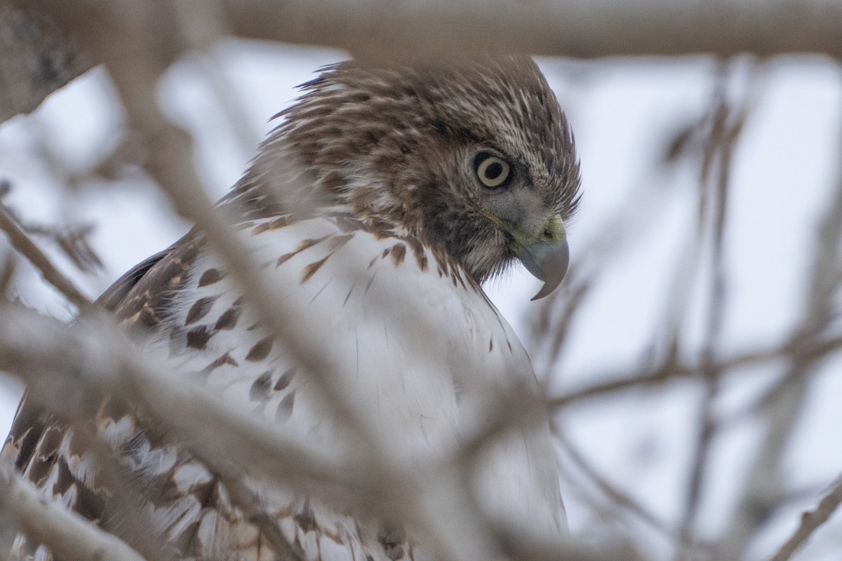 Red-tailed Hawk - ML645578575