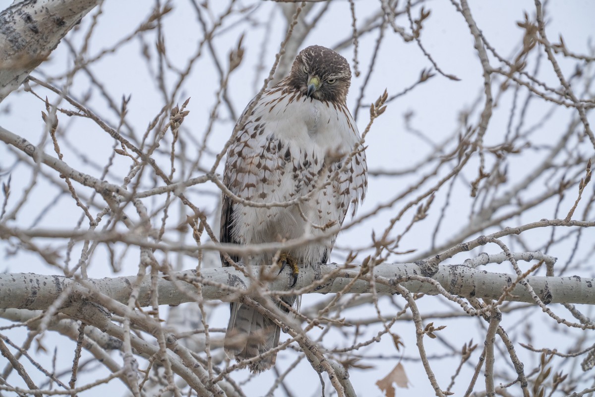 Red-tailed Hawk - ML645578576