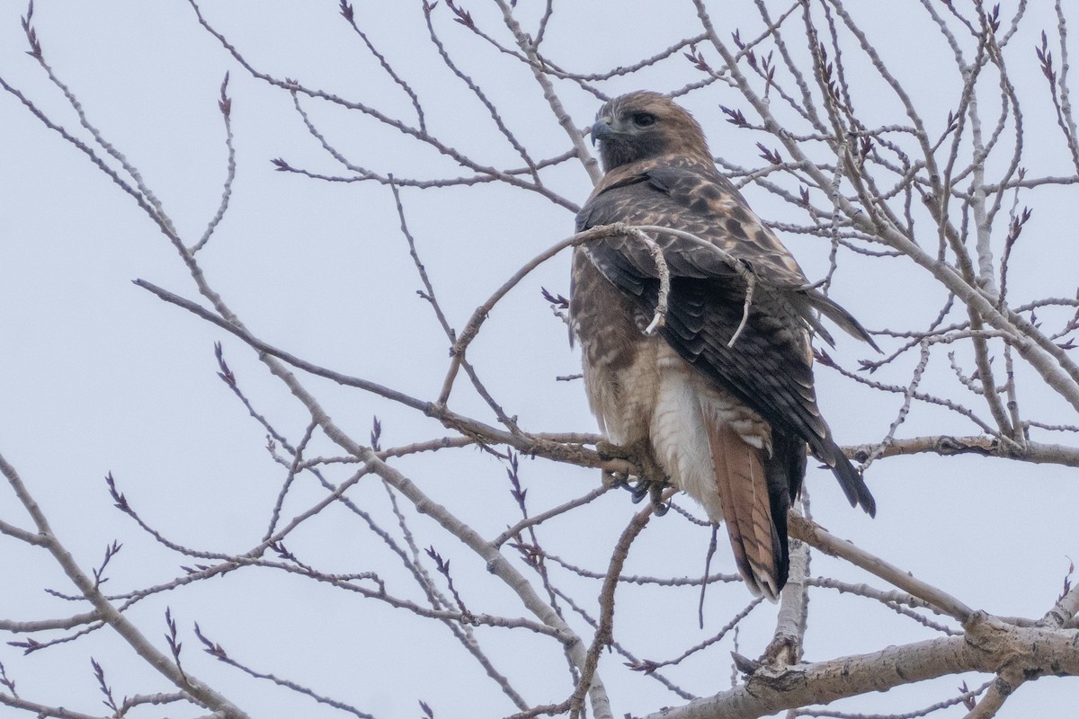 Red-tailed Hawk - ML645578577