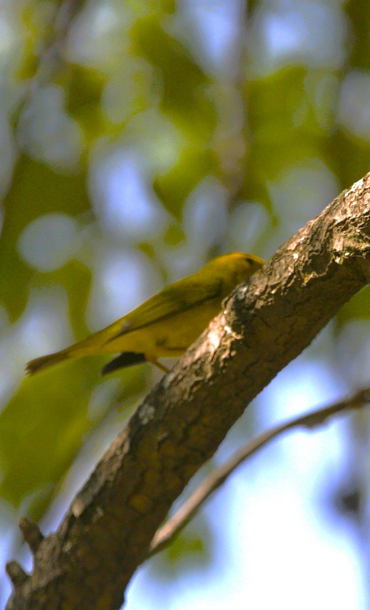 Wilson's Warbler - ML645578585