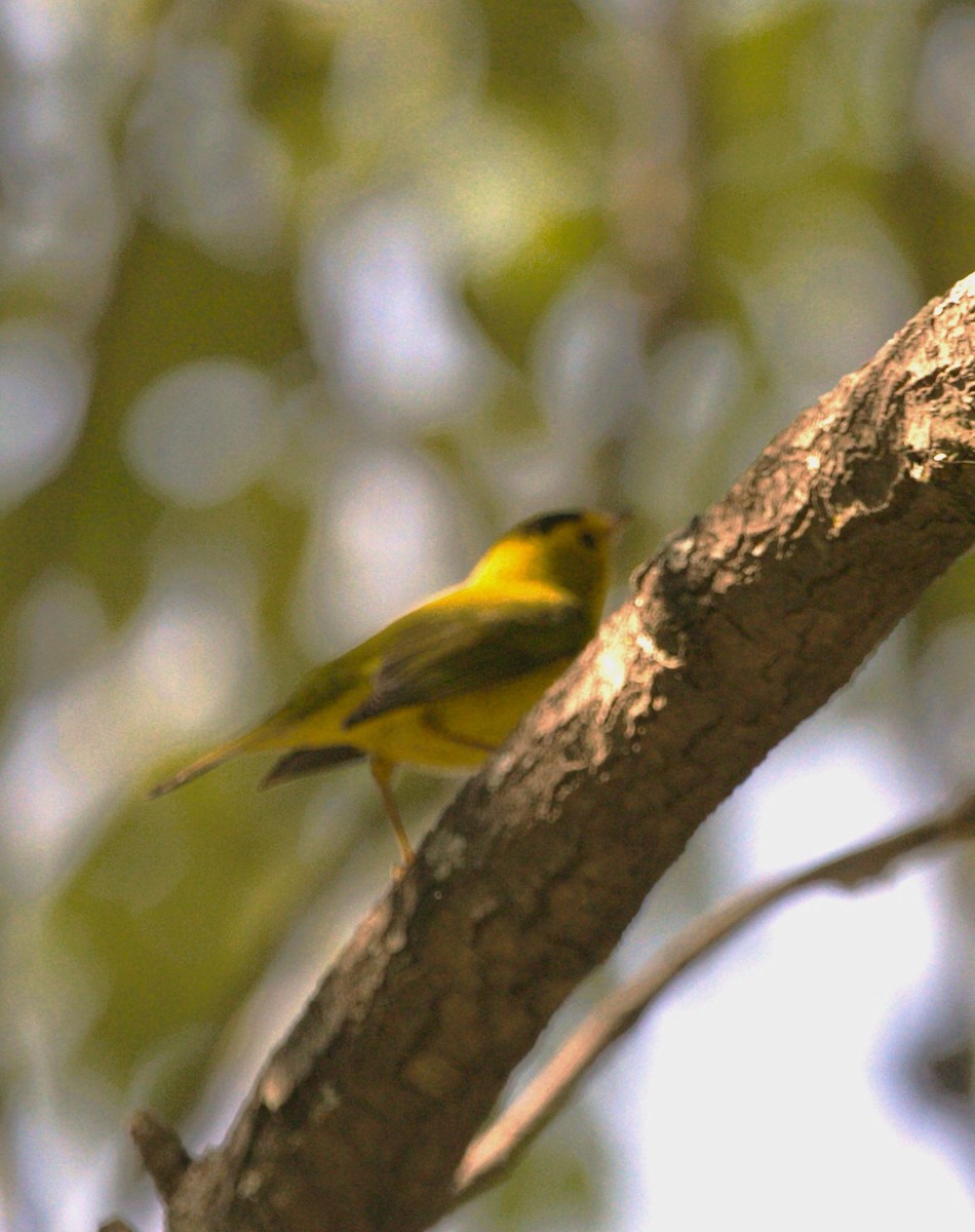 Wilson's Warbler - ML645578586
