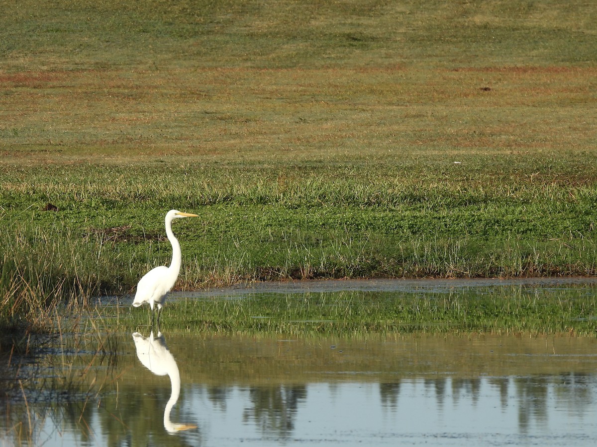 לבנית גדולה - ML645578590