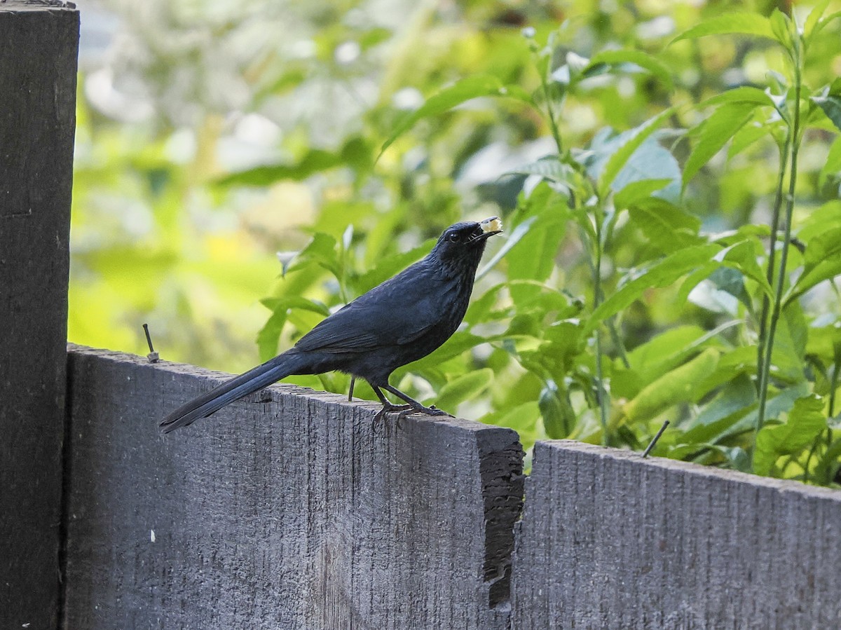 Blue Mockingbird - ML645578591