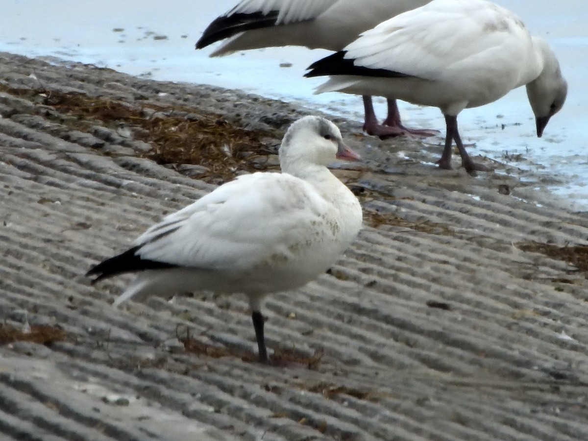 Ross's Goose - ML645578593