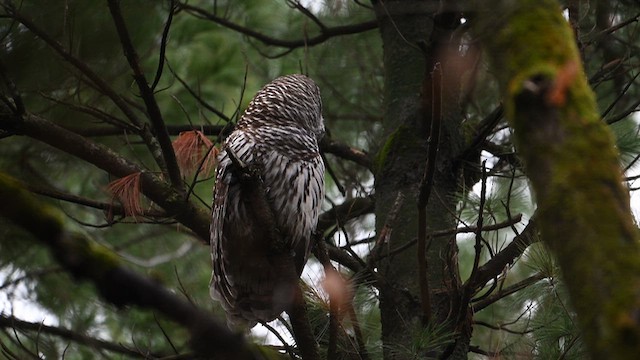 Çizgili Baykuş - ML645578600