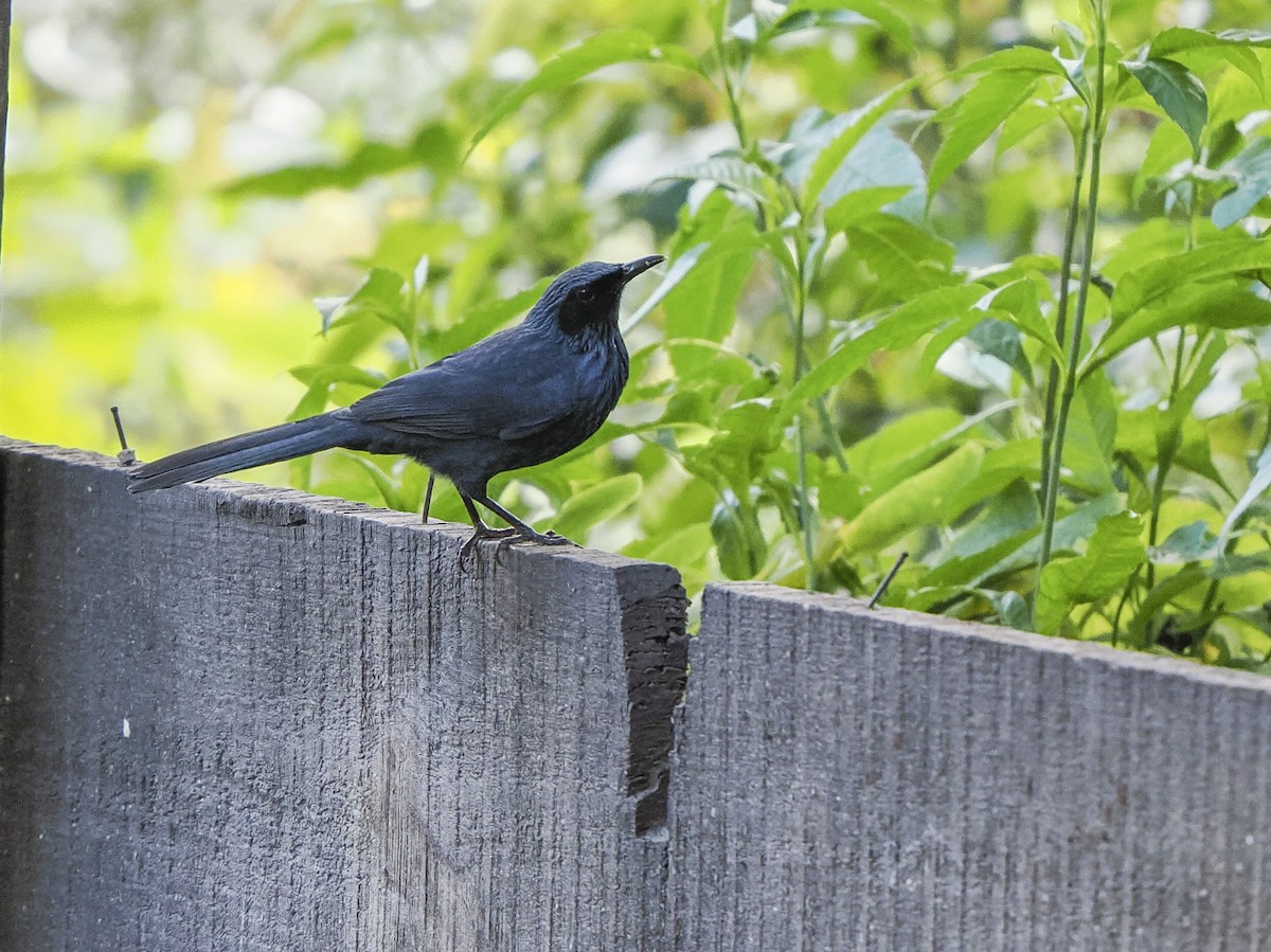 Blue Mockingbird - ML645578601