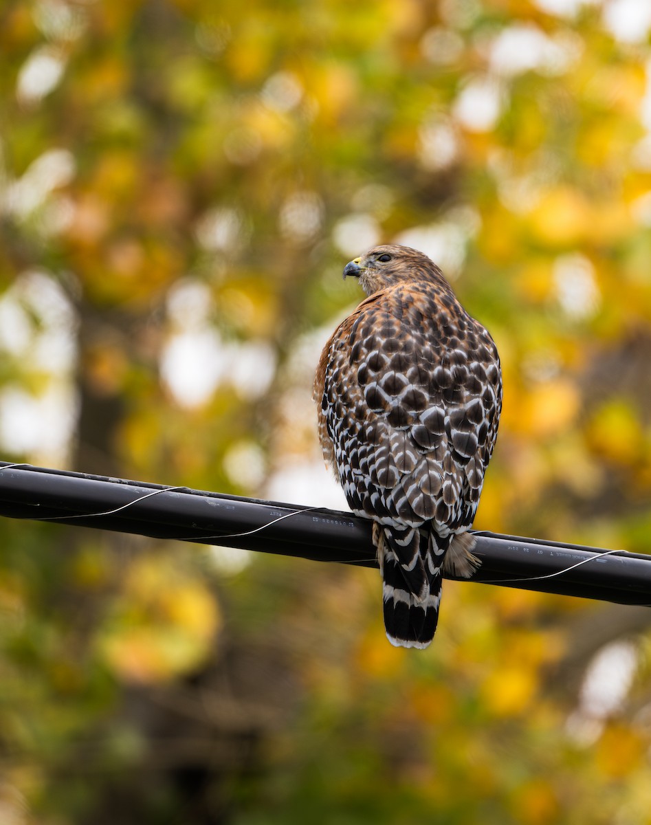Red-shouldered Hawk - ML645578606