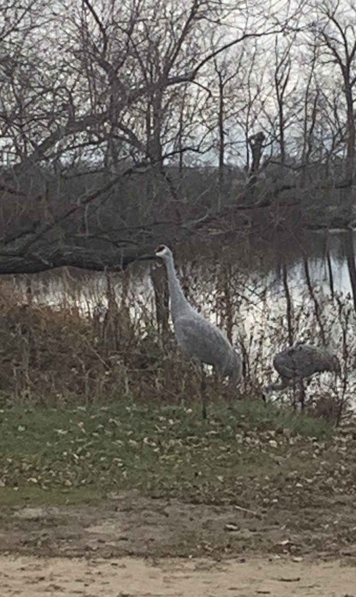Sandhill Crane - ML645578608