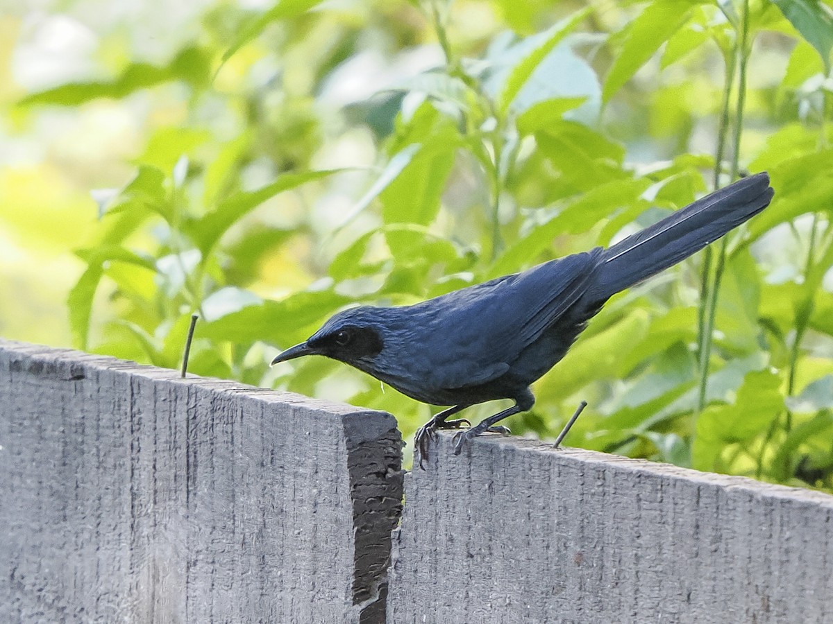 Blue Mockingbird - ML645578612