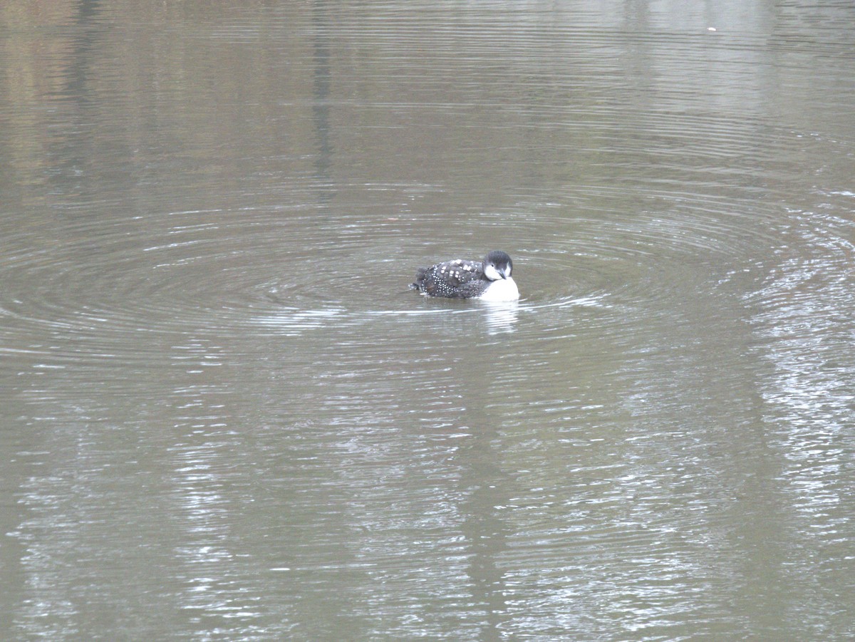 Buz Dalgıcı - ML645578613