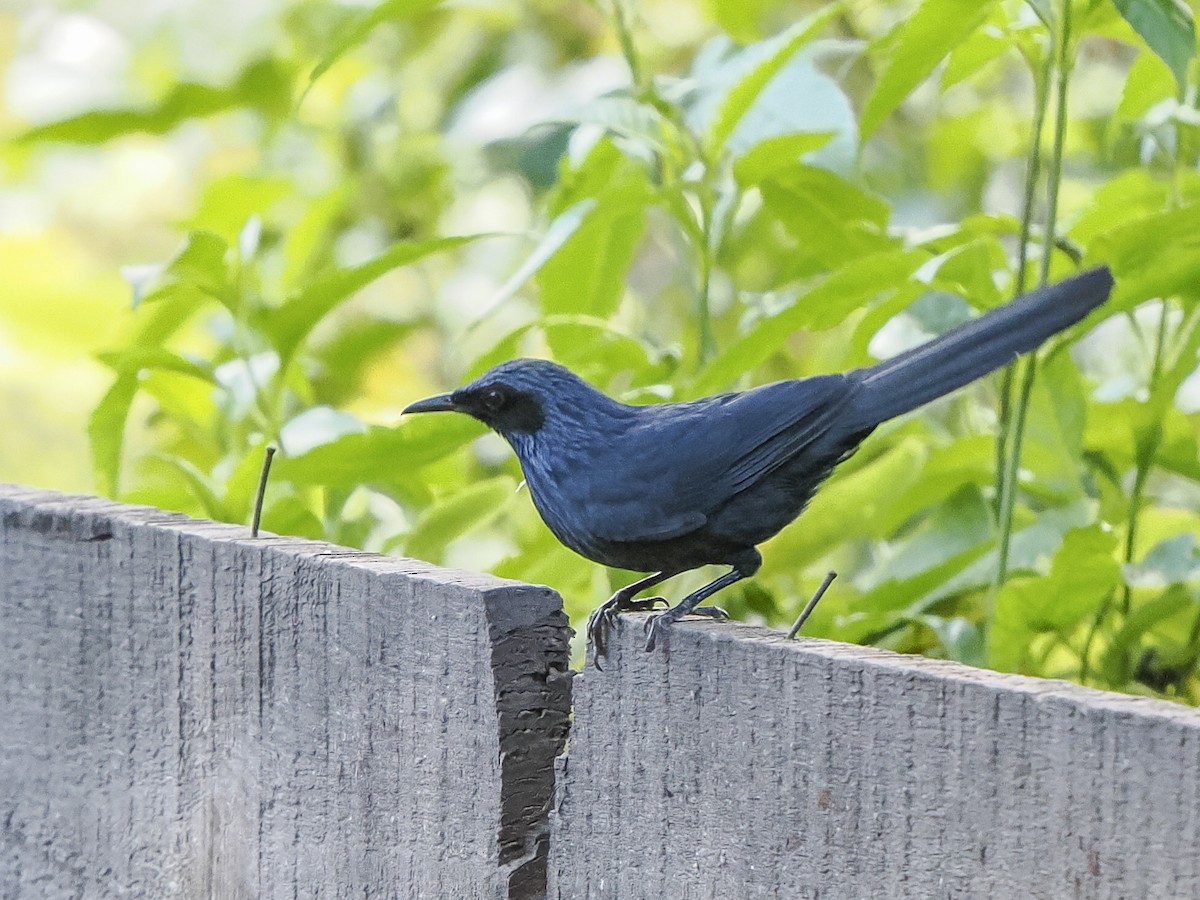 Blue Mockingbird - ML645578614