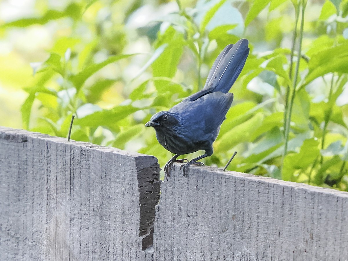 Blue Mockingbird - ML645578619