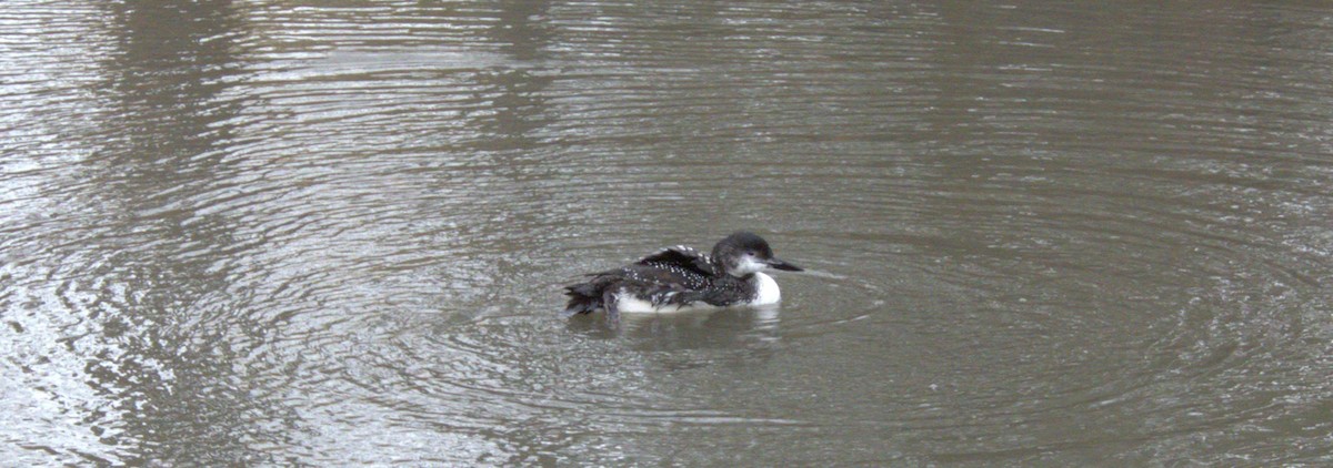 Buz Dalgıcı - ML645578620