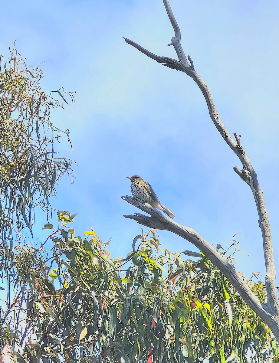 Streifenpirol - ML645578630