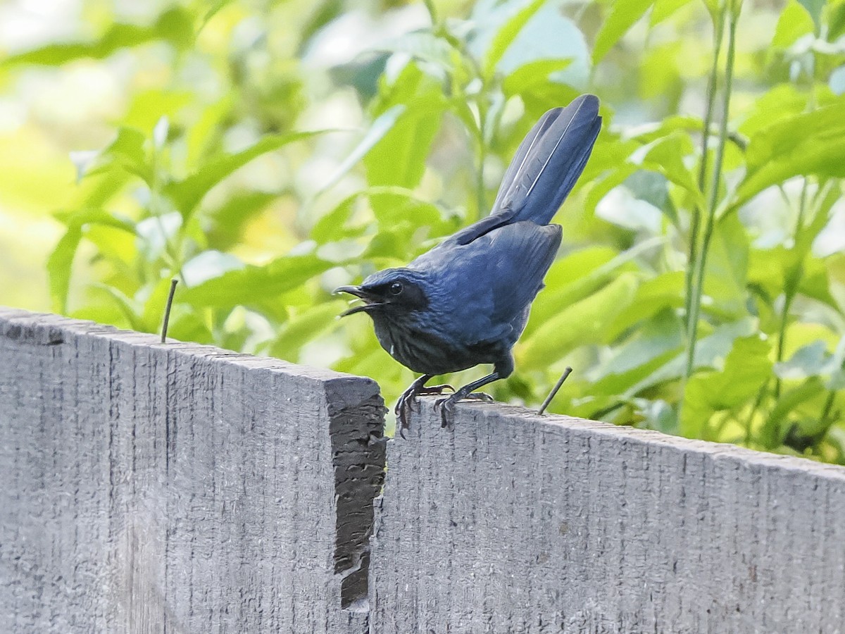 Blue Mockingbird - ML645578631