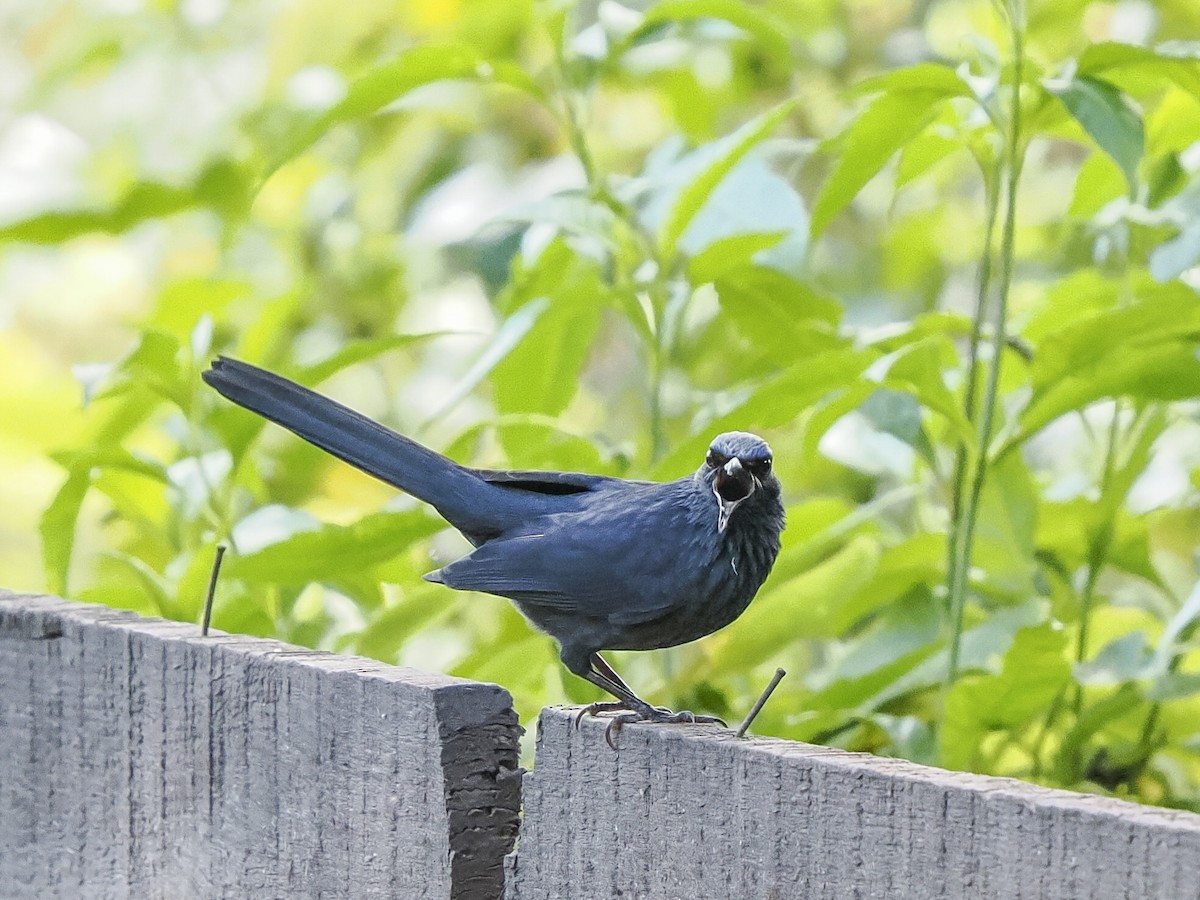 Blue Mockingbird - ML645578639