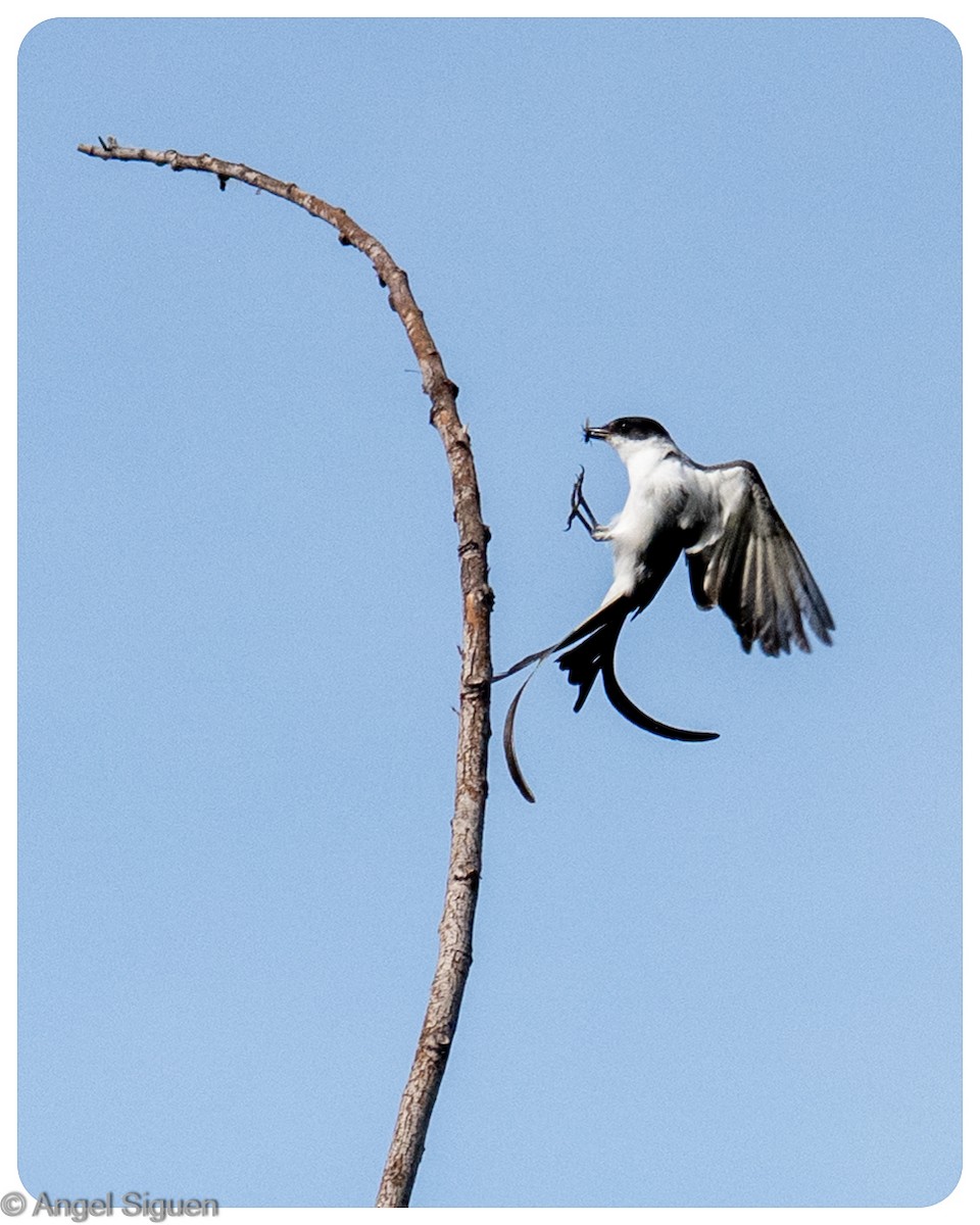 Fork-tailed Flycatcher - ML645578642