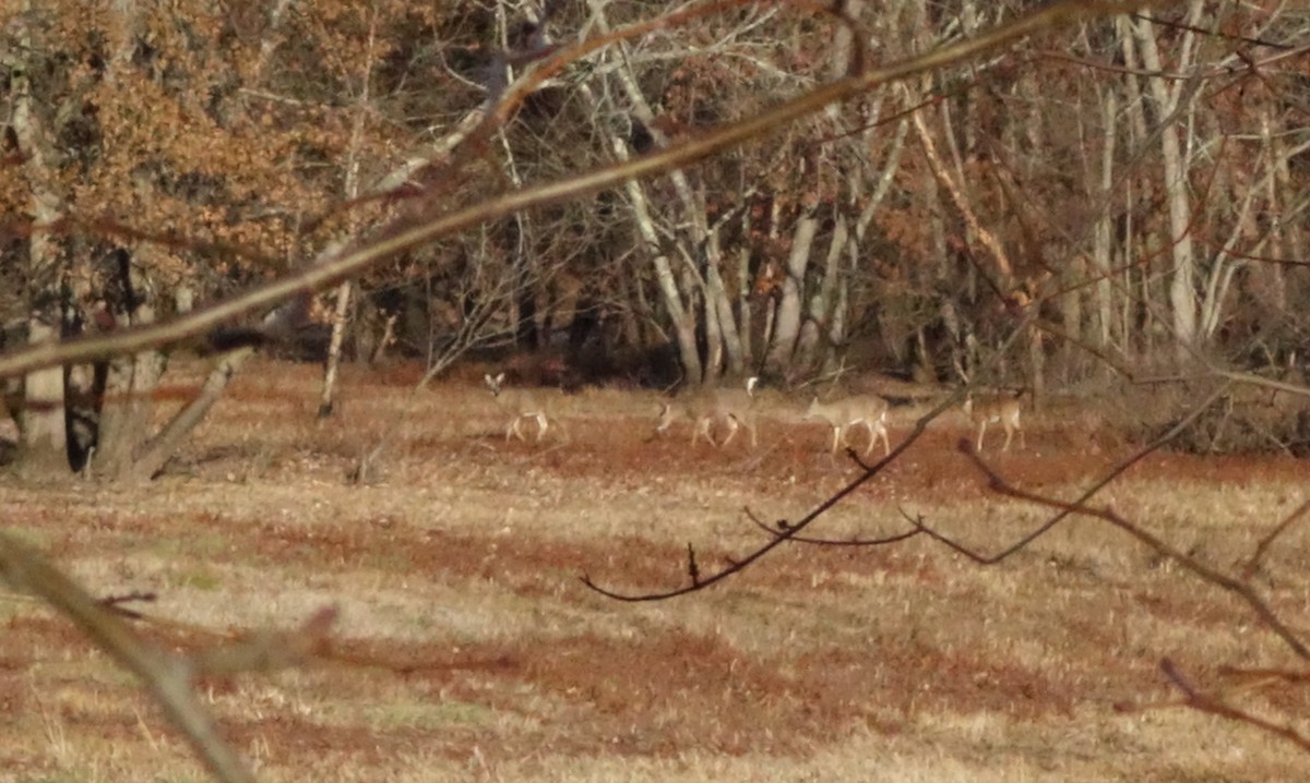 White-tailed Deer - ML645578647