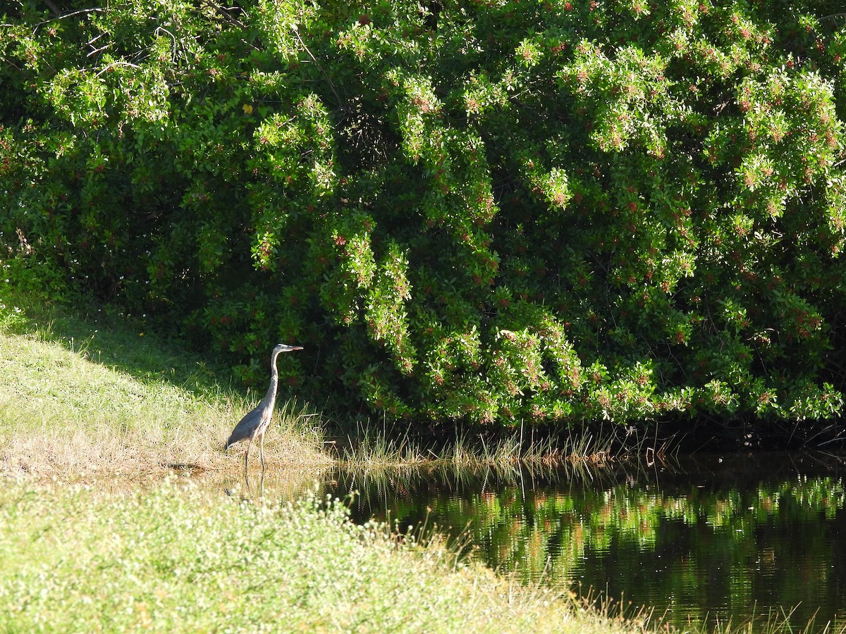 אנפה אמריקנית - ML645578650