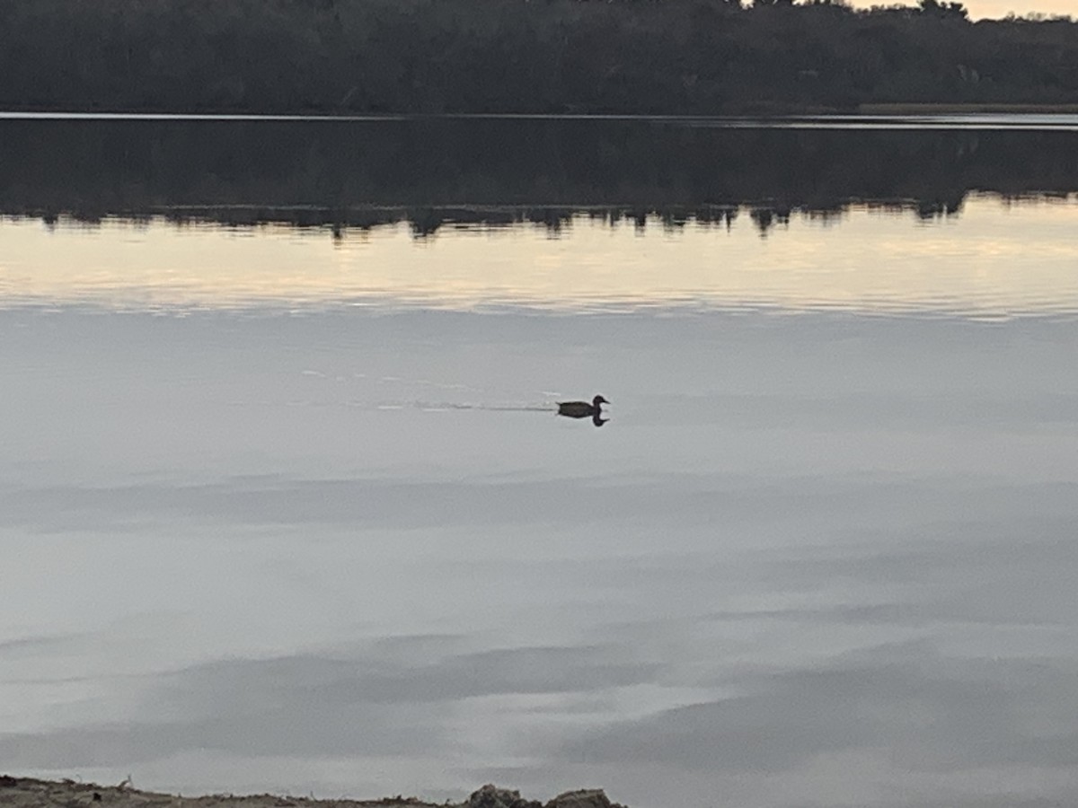 Mallard - ML645578653